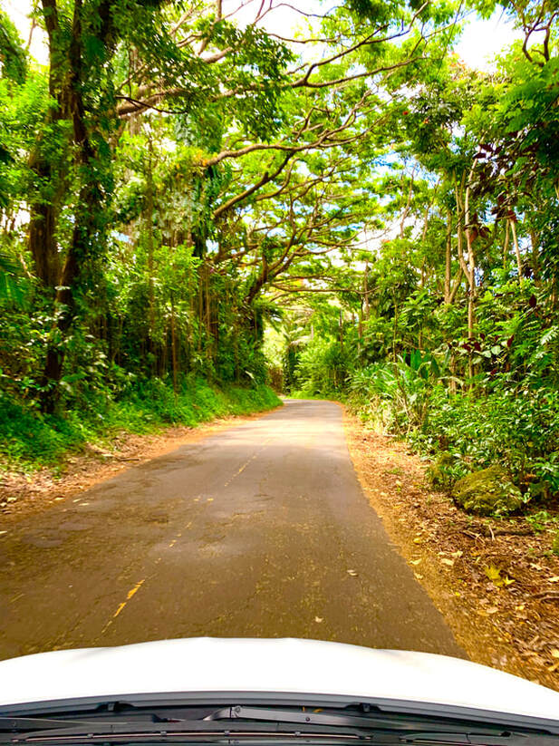 Driving through the Forrest in Hawaii